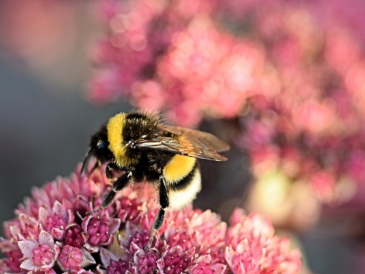 Bron: Pixabay- Hommel op roze bloem