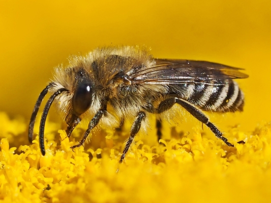 Bron: Pixabay- Zijdebij op gele bloem